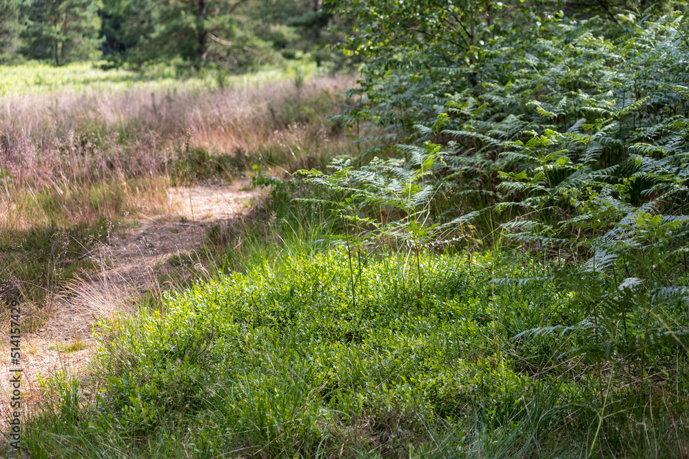 In der Heide In der Heide
