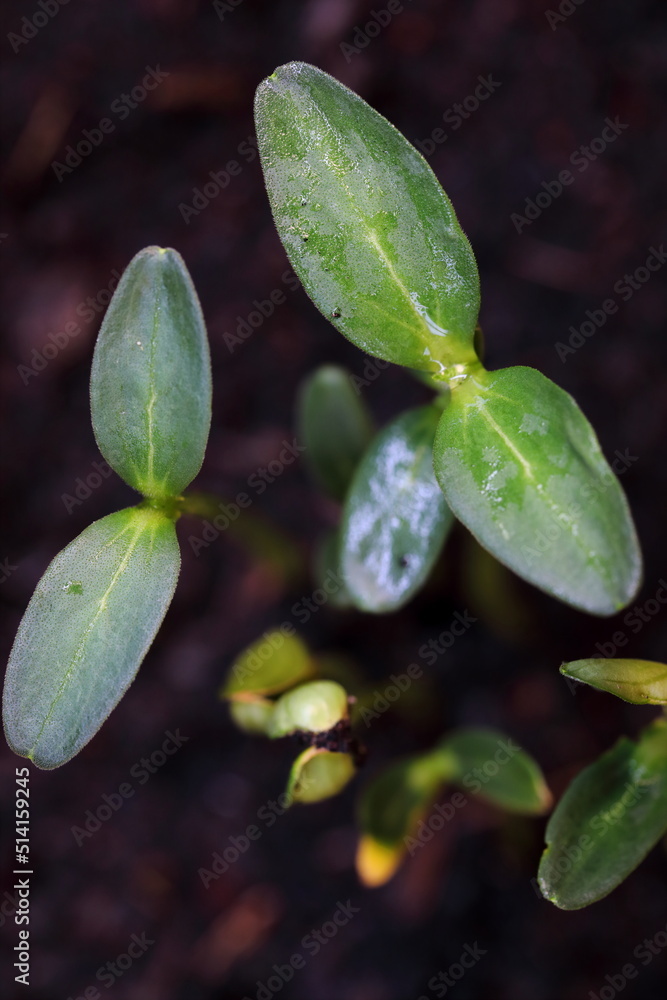 Closeup A sapling of a cucumber tree that grows out of the soil and is dusted with water Closeup A sapling of a cucumber tree that grows out of the soil and is dusted with water