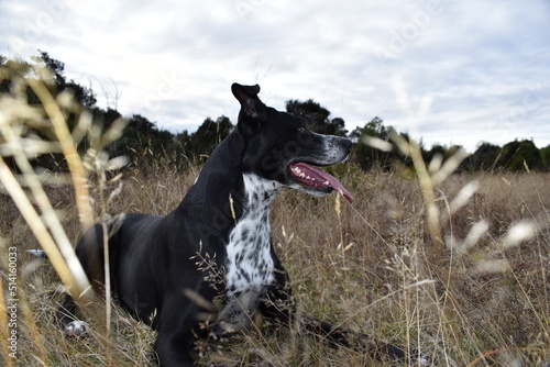 black and white dog