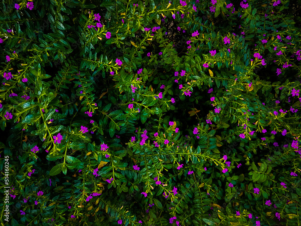 Cuphea hyssopifolia Kunth flowers. Beautiful flowers background. Elfin herb plantation. 