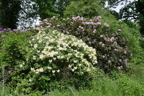 Fototapeta Naklejka Na Ścianę i Meble -  Rhododendronpark in der Lausitz