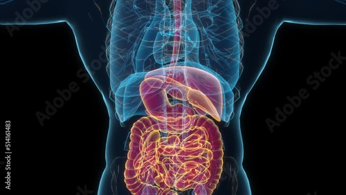 Male digestive system 3d hologram. 4k Clouse-up photo