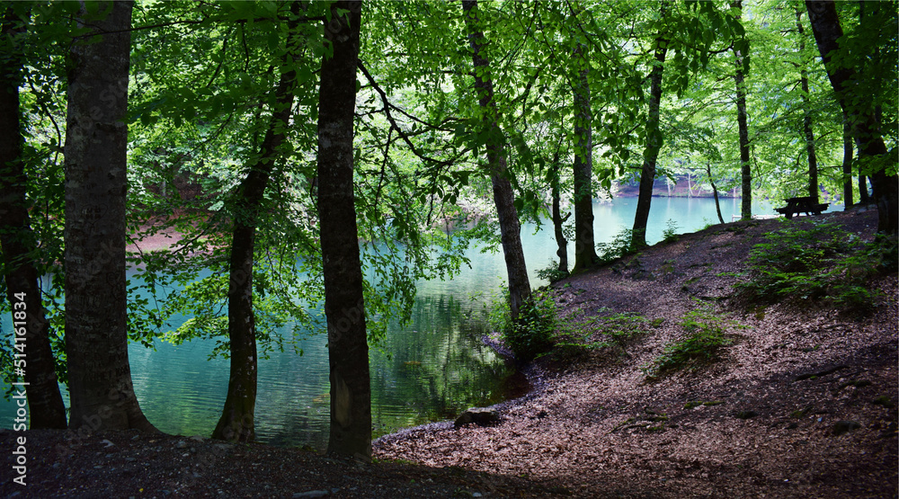 Obraz premium A road and lake in the forest