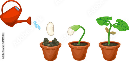 Sequence of growth stages of bean germination: from seed to young sprout with green leaves in flower pot isolated on white background 