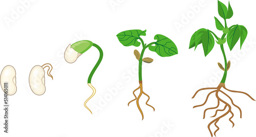 Sequence of growth stages of bean germination: from seed to young sprout with green leaves and root system isolated on white background