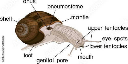 External anatomy of common air-breathing land snail. Structure of Roman snail (Helix pomatia) for biology lessons