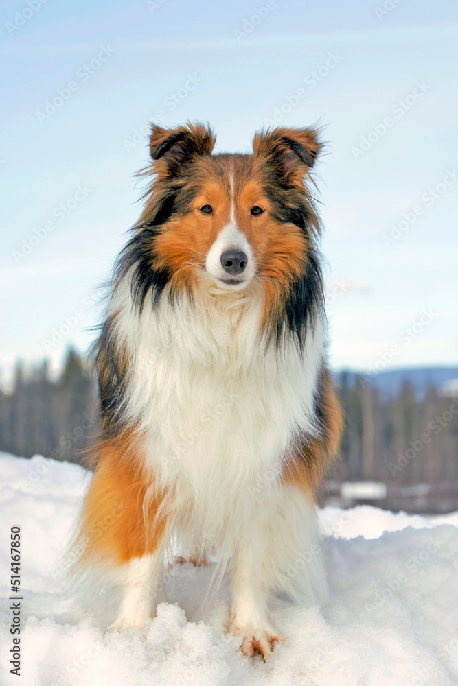 Shetland sheepdog in winter on snow hill, looking at camera, blue sky .