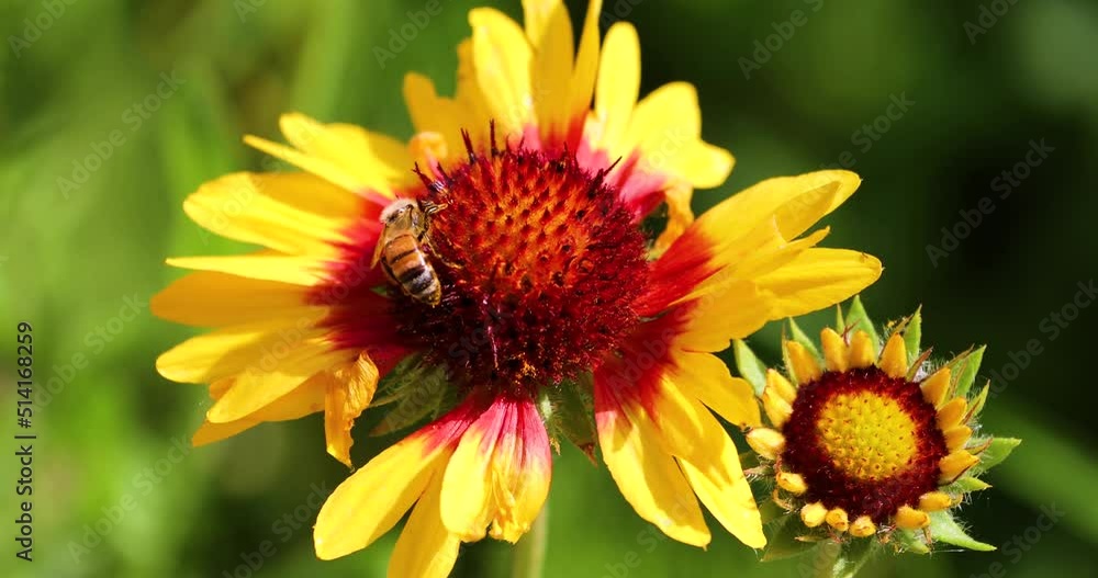 bee on a yellow-red echinocea flower collects pollen on a sunny day. Echinacea honey. Countryside bee on a yellow-red echinocea flower collects pollen on a sunny day. Echinacea honey. Countryside