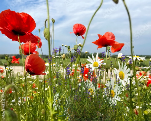  daisy and  red  poppy   flowers on wild  field white clouds on blue sky  summer nature landscape