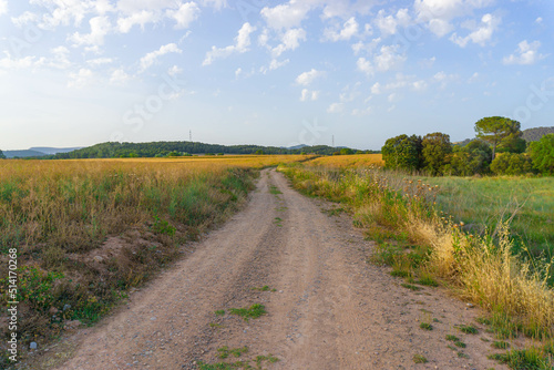 Dirt road between wheat plantations
