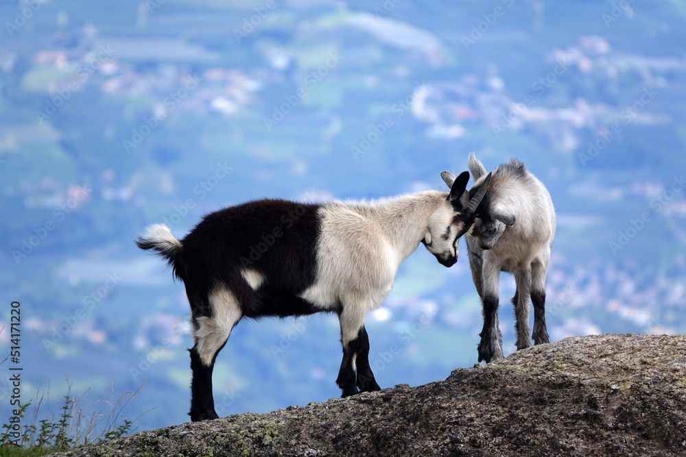 Ziegen auf einem Berg