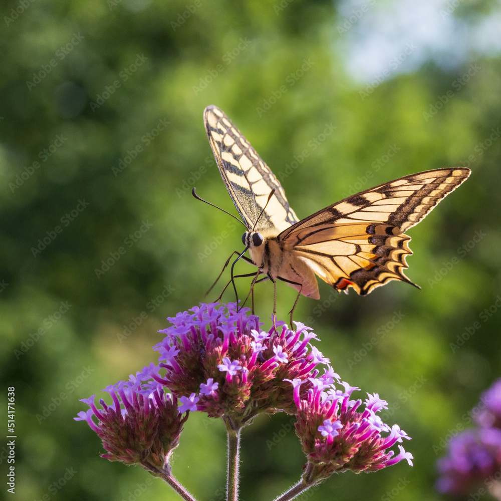 Underside view of papilio machaon old world swallowtail butterfly sitting on a verbena bonariensis purpletop flower drinking nectar. Underside view of papilio machaon old world swallowtail butterfly sitting on a verbena bonariensis purpletop flower drinking nectar.