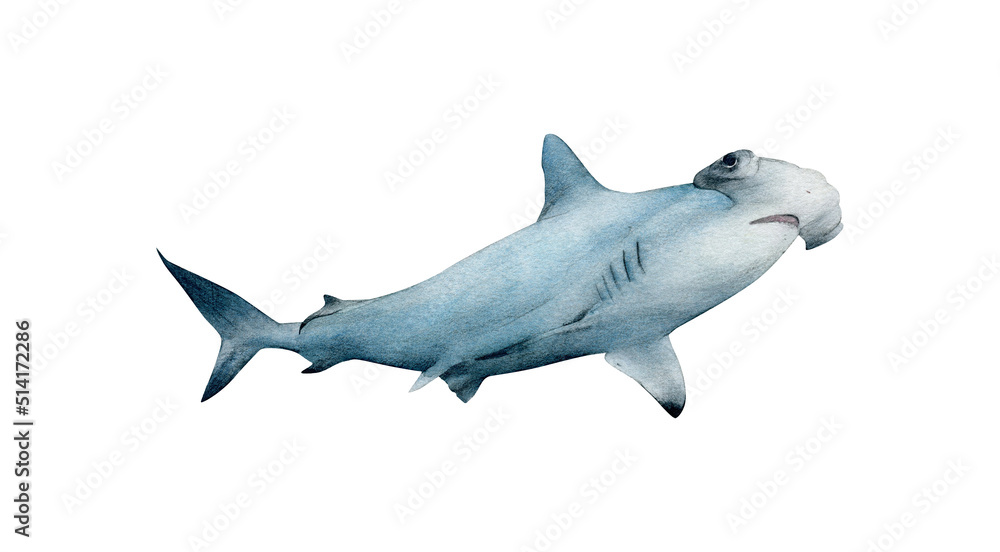 Obraz premium Hand-drawn watercolor hammerhead shark illustration isolated on white background. Underwater ocean creature. Marine animals collection