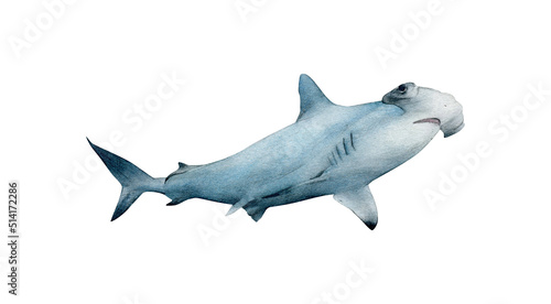 Canvas Print Hand-drawn watercolor hammerhead shark illustration isolated on white background