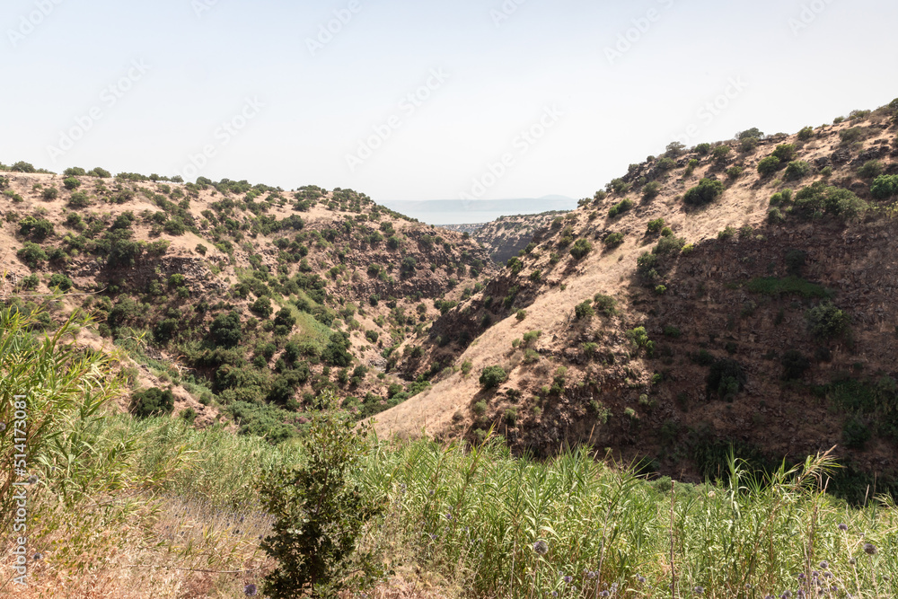 Hillsides  overgrown with forests and grass in the Black Gorge on the banks of the Zavitan stream in the Golan Heights, near to Qatsrin, northern Israel