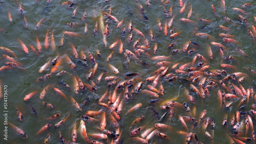 Group of Tilapia fish come to the surface of dirty water to breathe oxygen and fight for food