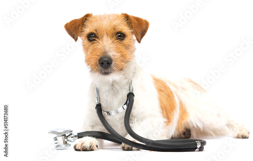 dog and stethoscope doctor veterinarian