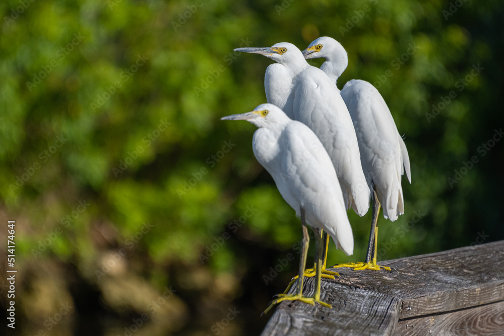Snowy Egrets perched on a boardwalk. Snowy Egrets were hunted nearly to extinction for their wispy feathers. Snowy Egrets perched on a boardwalk. Snowy Egrets were hunted nearly to extinction for their wispy feathers.