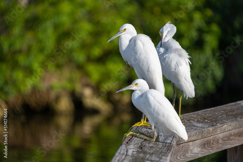Snowy Egrets perched on a boardwalk.  Snowy Egrets were hunted nearly to extinction for their wispy feathers. photo