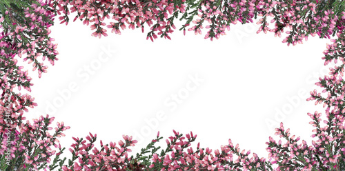 Frame of heather branches with beautiful flowers on white background, top view. Space for text