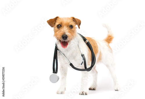 dog and stethoscope doctor veterinarian