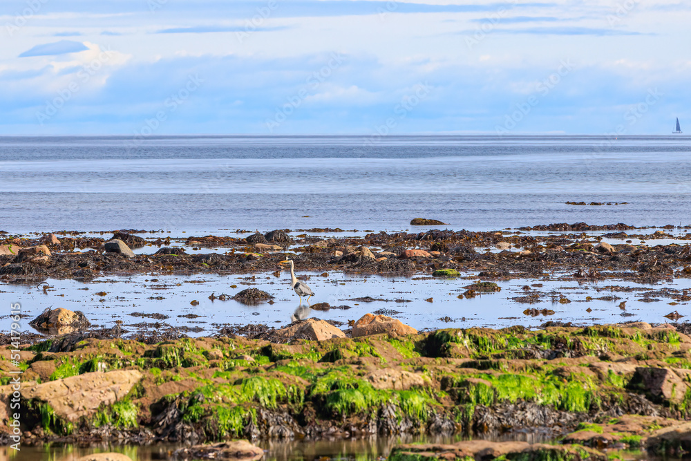 A scenic view of a grey Heron fishing along Scottish rocky coast at low tide with calm beautiful blue sea and blue sky with some white clouds 