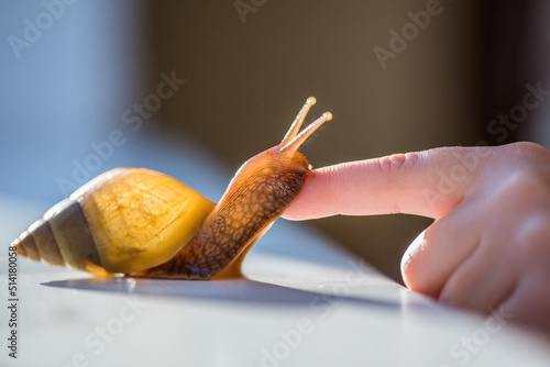 Snail Achatina close up. Animal portrait