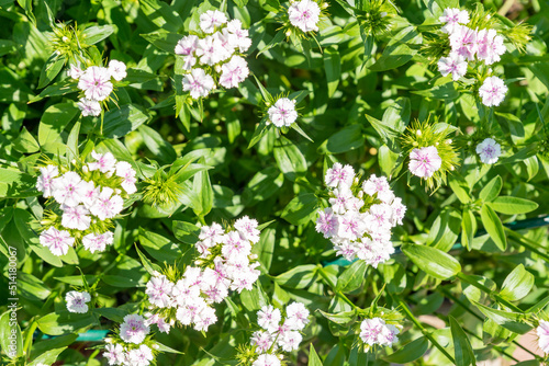 Natural spring background. Beautiful blooming white sweet-william flowers in the garden.