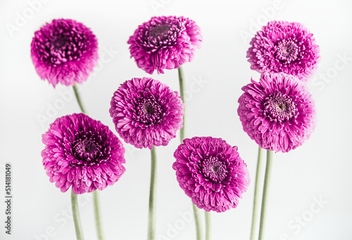 Pretty purple flowers bunch at white background.  Front view.