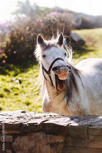 Connemara Pony laughing 