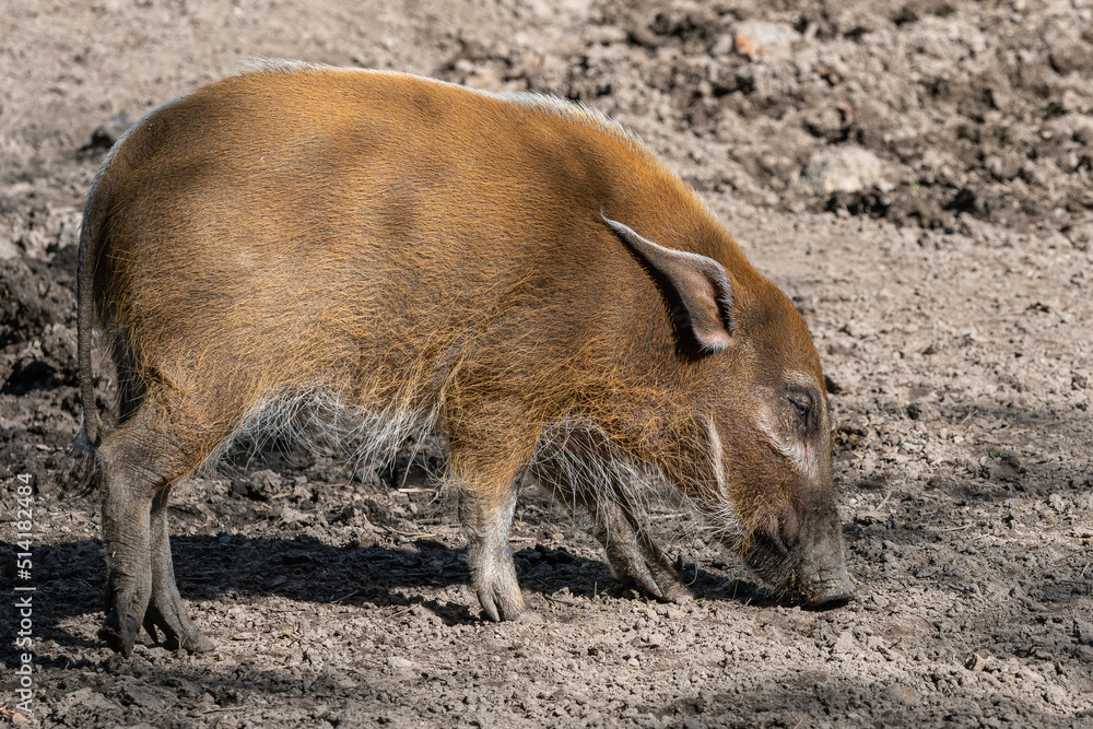 Red River Hog (Potamochoerus porcus) looking for food. Red River Hog (Potamochoerus porcus) looking for food.