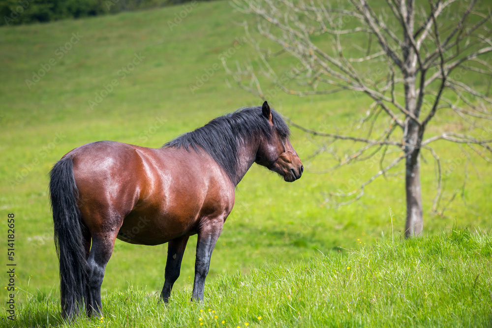 Rural landscape, beautiful brown horse in the meadow. The Muranska planina plateau national park in central Slovakia, Europe. Rural landscape, beautiful brown horse in the meadow. The Muranska planina plateau national park in central Slovakia, Europe.