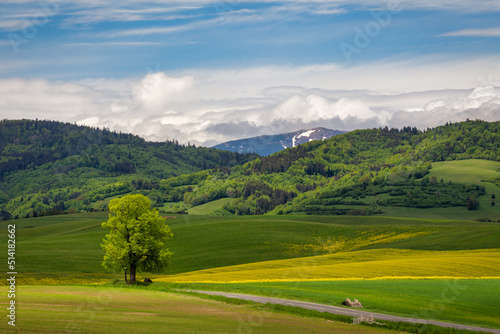 Spring landscape of meadows and forests. The Low Tatras mountain range at background, Slovakia, Europe. © Viliam