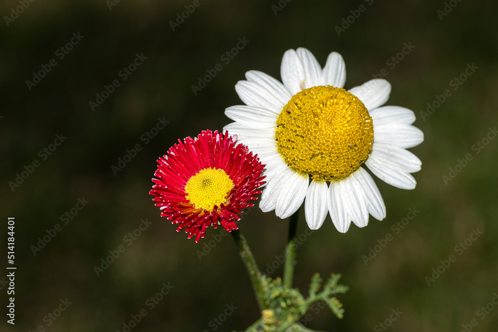 daisy and red flower in the garden daisy and red flower in the garden