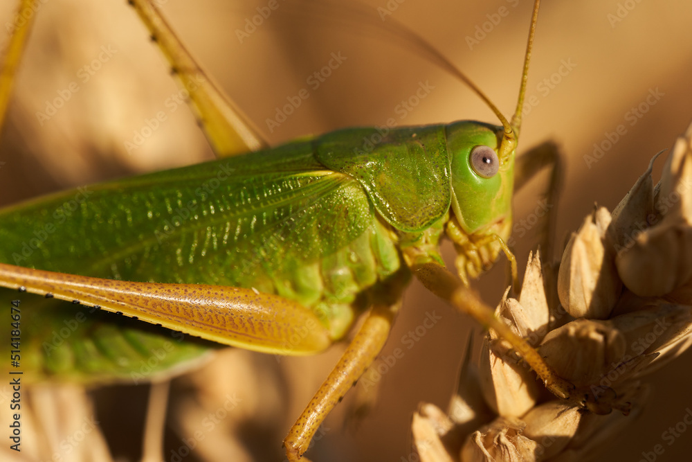 Large green locust on wheat Large green locust on wheat