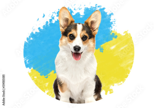 dog on a blue yellow background