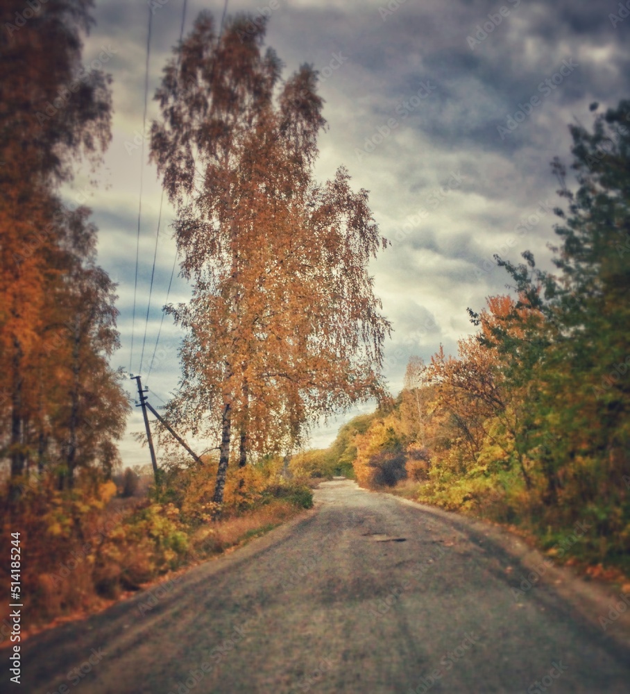 Obraz premium road in autumn