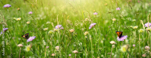 Orange butterflies in a summer meadow with purple moss verbena .