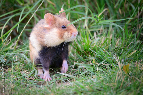 hamster, jung, pelzig, braun, nager © Oliver