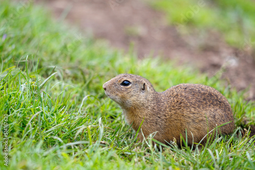 The European ground squirrel in The Muranska planina plateau national park in central Slovakia, Europe