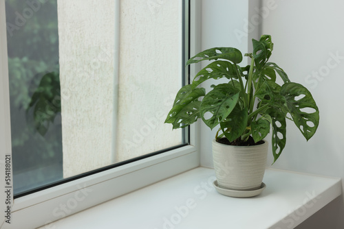 Monstera in pot on windowsill indoors, space for text. House plant
