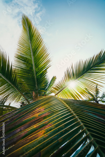 palms of paradise photo