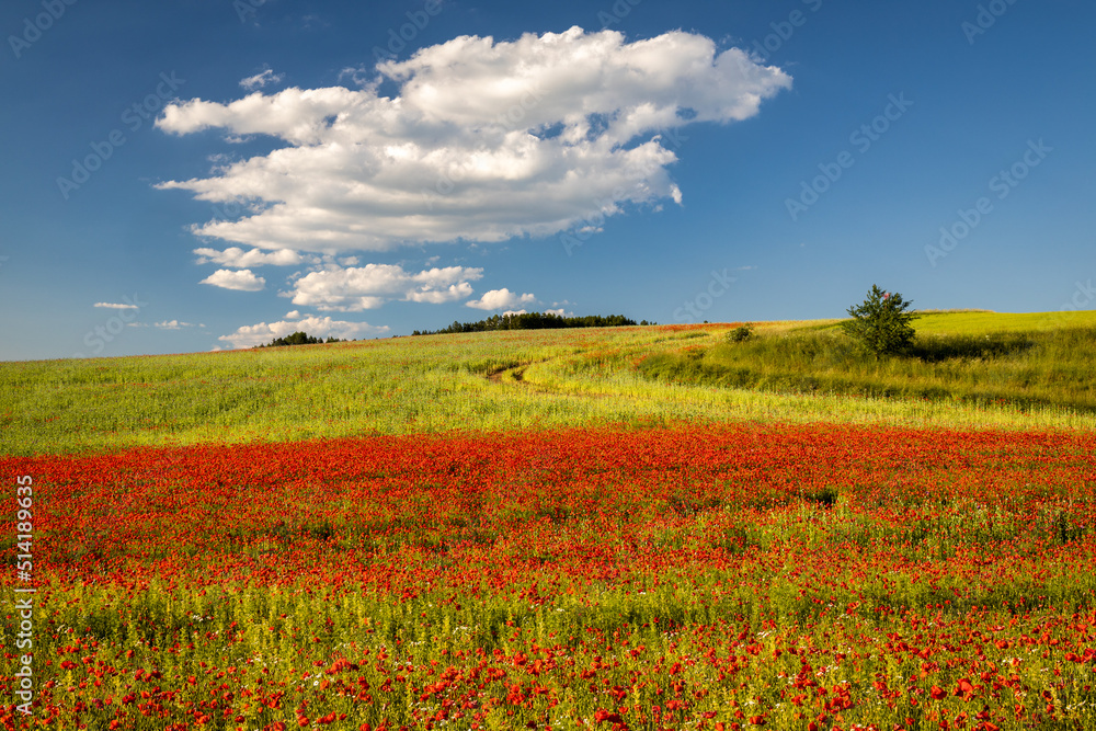 Field of blooming red poppy flowers.