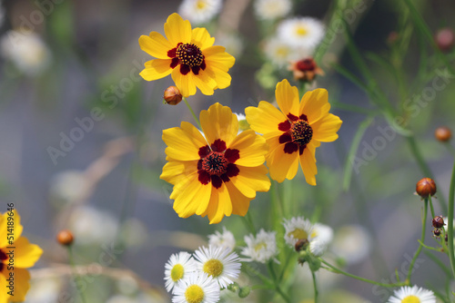 Yellow and chocolate brown colored Flowers of "Harushagiku (golden tickseed) Blooming in the field, with other white flowers. © SAIGLOBALNT