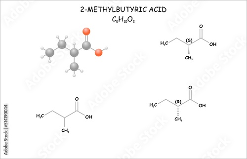 Stylized molecule model/structural formulas of 2-methylbutyric acid. photo