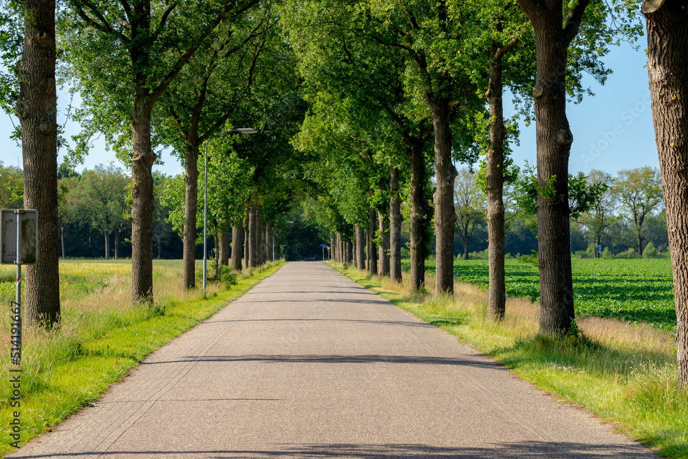 Small street with trees trunk along the way, Summer landscape view with a row of tree on the both side of the road in Dutch countryside in province of Drenthe, Netherlands.