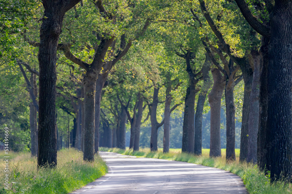 Small street with curve and trees trunk along the way, Summer landscape view with a row of tree on the both side of the road in Dutch countryside in province of Drenthe, Netherlands. Small street with curve and trees trunk along the way, Summer landscape view with a row of tree on the both side of the road in Dutch countryside in province of Drenthe, Netherlands.