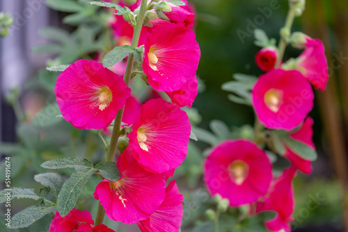 Selective focus of Alcea rosea or common hollyhock is an ornamental plant in the family Malvaceae, Purple pink flowers in the garden with green leaves as backdrop, Nature floral background. photo