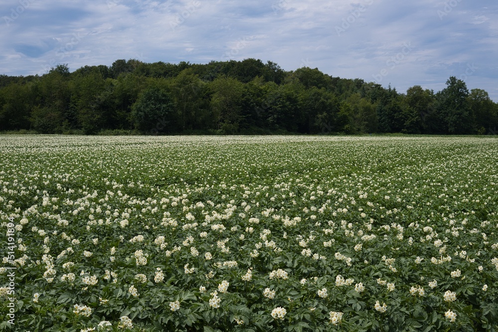 Feld mit Kartoffeln in der Blüte