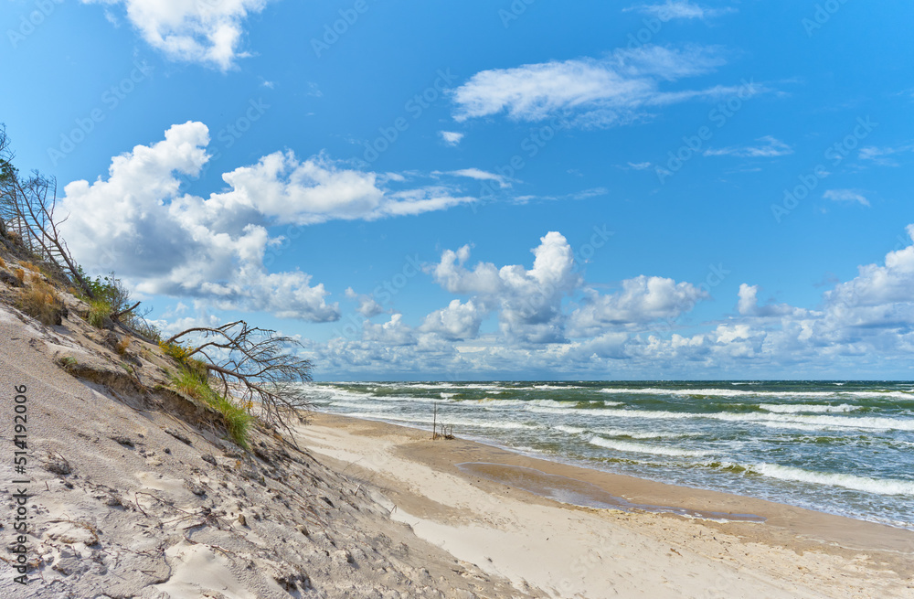 Sea shore with wild shore plants and sea dune. Baltic sea coast.
